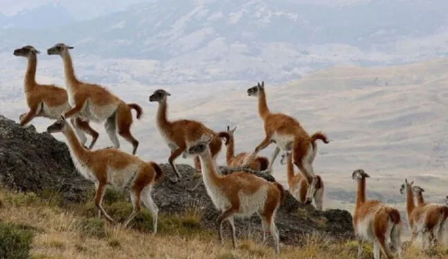 Arequipa impulsa plan para asegurar conservación del guanaco