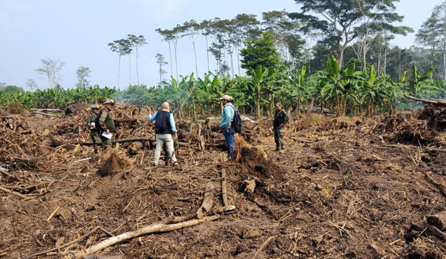 Fiscalía constata deforestación de bosques de San Martín