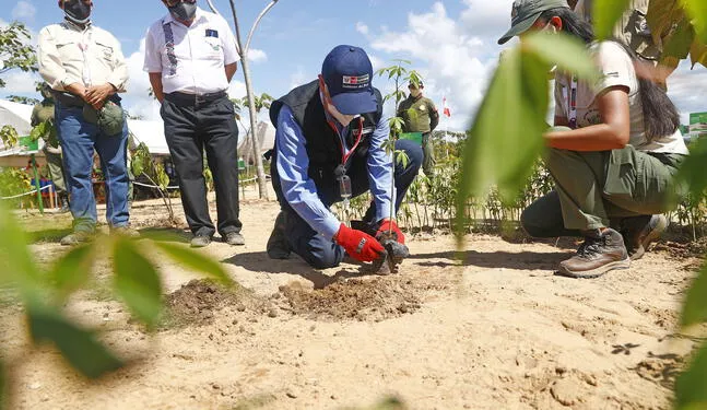 Perú ejecutará 14 proyectos de reforestación a nivel nacional