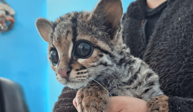 Rescatan margay bebé que era amenazado por perros callejeros