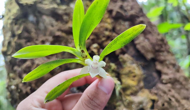 Perú: especialistas registran 19 nuevas especies de orquídeas