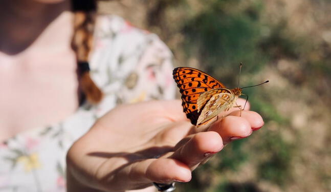 Imponen millonaria multa a contrabandistas de insectos