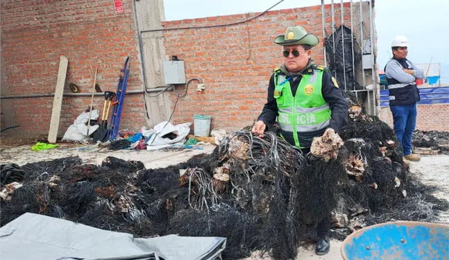 Autoridades incautan una tonelada de macroalgas extraídas ilegalmente
