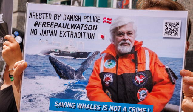 Justicia de Groenlandia mantiene en prisión a defensor de ballenas
