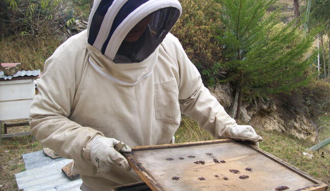 Mujeres salvan de morir a millones de abejas en Cajamarca