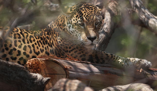 Fauna silvestre del mundo se redujo en un 70%