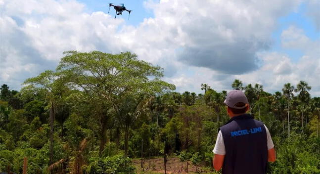 Monitorearán aguajales de la Amazonía para conservar biodiversidad
