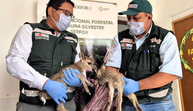 Serfor rescata crías de venado blanco en la región Piura