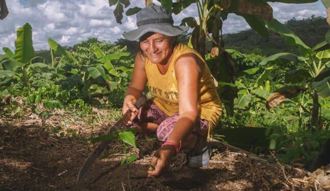 Bosques Sostenibles destinará S/ 4.4 millones a proyectos en San Martín