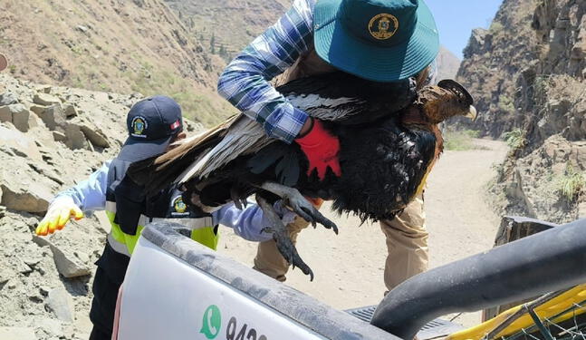 Salvan a cóndor andino se desplomó sobre carretera en Puno