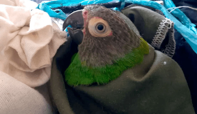 Policía rescata 78 loros que agonizaban en bodega de bus interprovincial