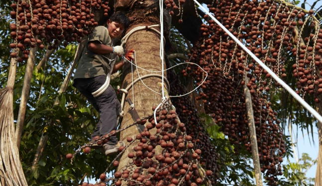 Iquitos será sede del Mes del Emprendimiento Indígena 2024