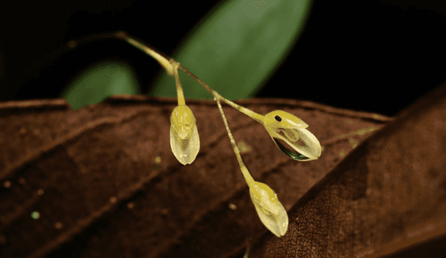 Nueva especie de orquídea es hallada en Loreto