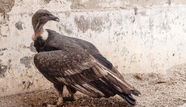 Autoridades son sancionadas por maltratar a cóndor en un desfile