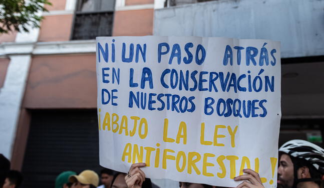 Pueblos indígenas exigen inconstitucionalidad de “Ley Antiforestal”