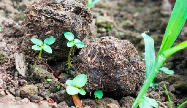 Ucayali: Esferas reforestarán áreas degradadas por incendios forestales
