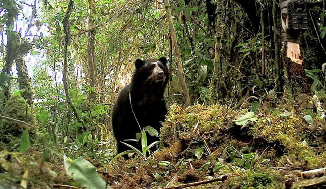 Machu Picchu: Osos andinos son monitoreados con collares satelitales