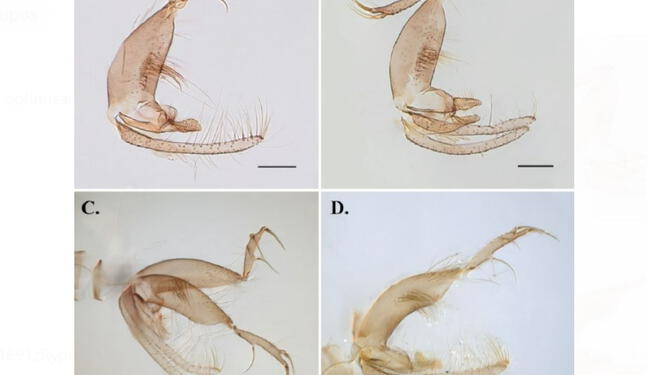 Descubren nueva especie de insecto en la selva de Cusco