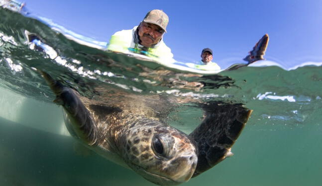 Moquegua: Capacitan a especialistas en liberación de tortugas marinas