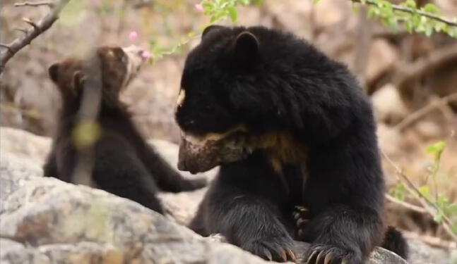 Osa de anteojos y su cría son captados en la Reserva de Chaparrí