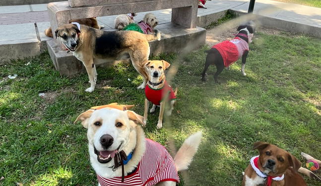 Rescatistas lanzan “Navidad Peluda” para dar albergue a 6 mil mascotas