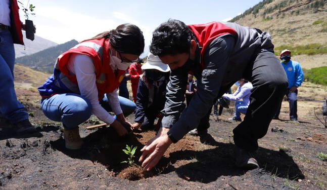 Campaña forestal para sembrar 6 millones de árboles en Cusco