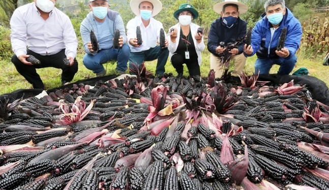 Cajamarca será elegida como la capital del maíz morado del Perú