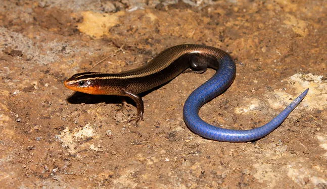 Elizones del Caribe: La especie que Estados Unidos intenta salvar