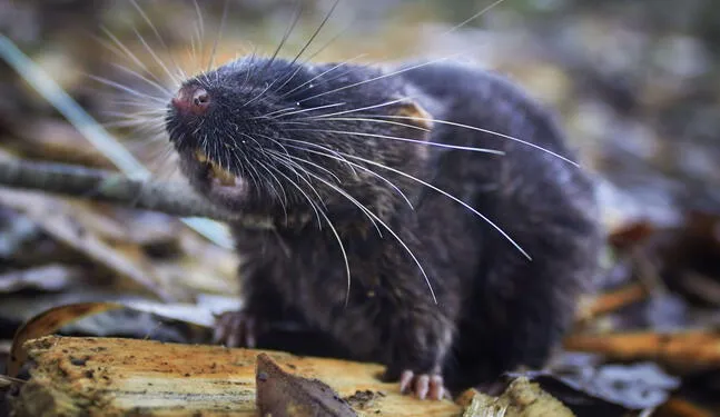 Descubren 27 nuevas especies en la Amazonía del Perú