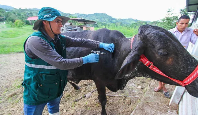 Perú concretó vacunación de más de 6 millones de animales