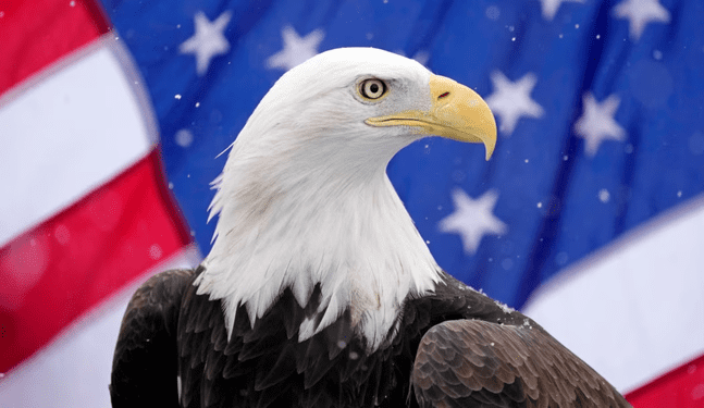 Estados Unidos designa oficialmente al águila calva como ave nacional