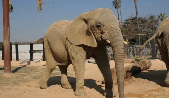 España: Muere la elefanta africana más longeva del mundo