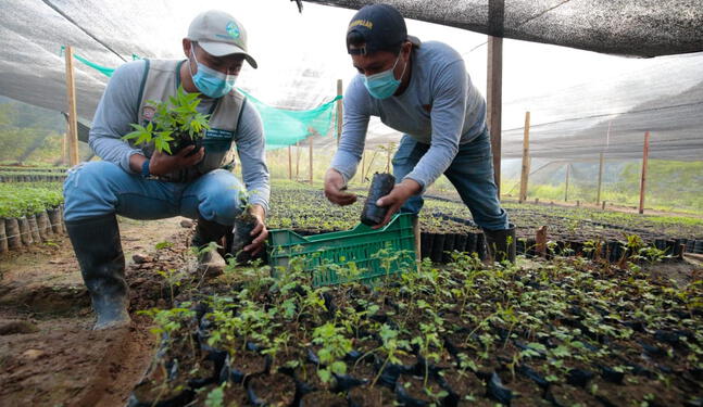 Más de 88 mil plantones fueron sembrados para reforestar San Martín