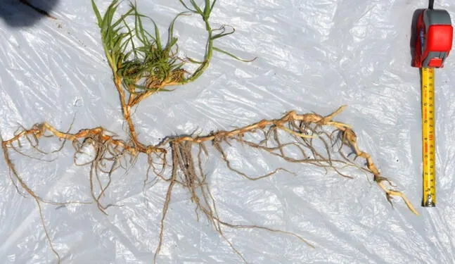 Vegetales pueden estabilizar taludes para evitar deslizamientos