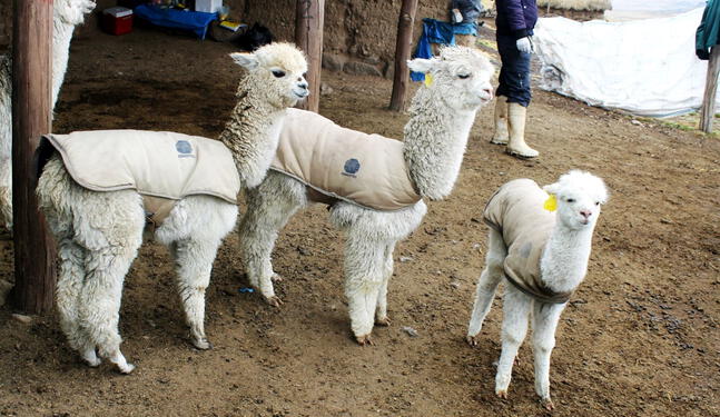 Entregan chalecos térmicos para salvar a alpacas bebés del Cusco