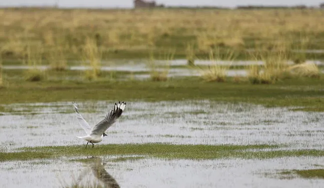 Aves retornan al Delta Upamayo tras remediación ambiental