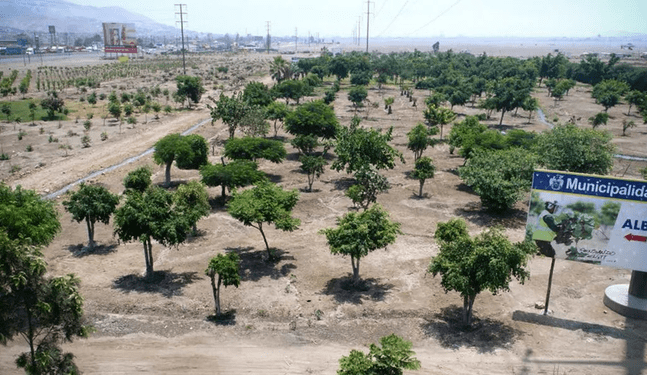 Identifican tres especies de árboles que reducen contaminación en Lima