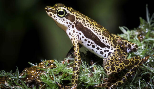 Perú: Descubren dos nuevas especies de ranas arlequines en la Amazonía