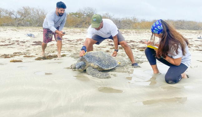 Ecuador: Evalúan anidación de tortugas en la isla mayor de Galápagos