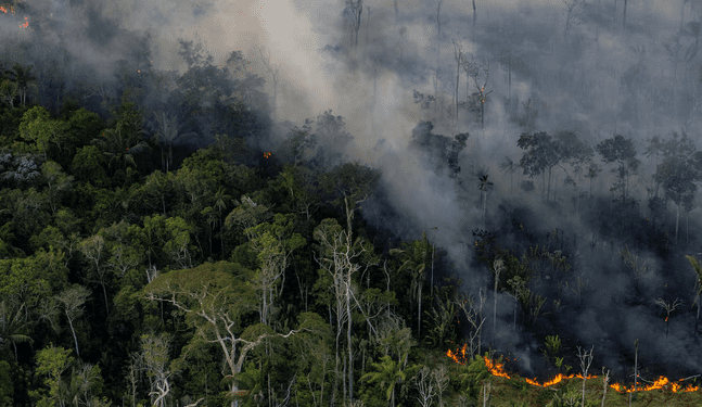 Brasil: Degradación en la Amazonía aumenta casi un 500 % en el 2024