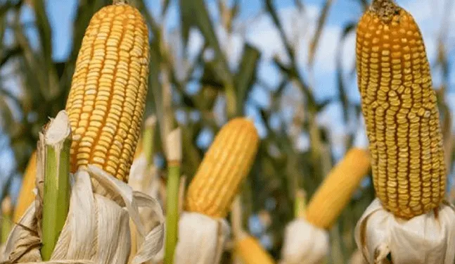 ONU exigirá mayor transparencia sobre alimentos transgénicos
