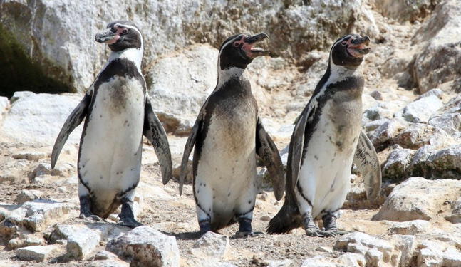 Priorizarán conservación de pingüino de Humboldt y nutria marina