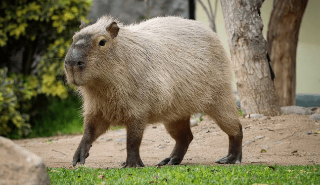 Los capibaras tendrán su día en el Parque de Las Leyendas