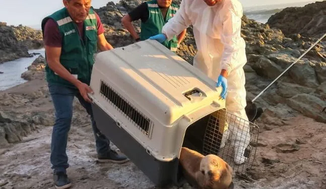 Tacna: Liberan lobo marino en playa La Barredera