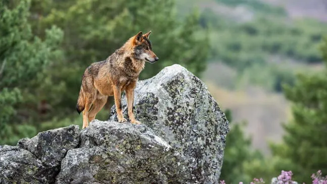 España: Ecologistas exigen mantener protección máxima para los lobos