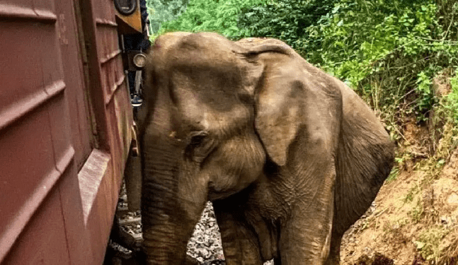 Manada de elefantes es arrollada por tren en Sri Lanka