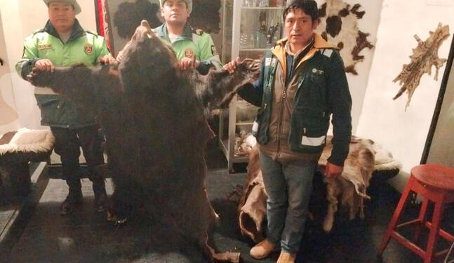 Intervienen local por exhibir 14 pieles de animales silvestres