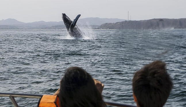 Red Ciudadana registrará avistamiento de ballenas