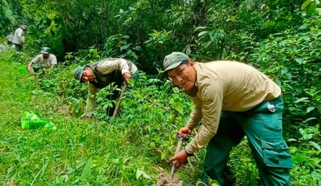 Siembran especies nativas en parque arqueológico Machu Picchu