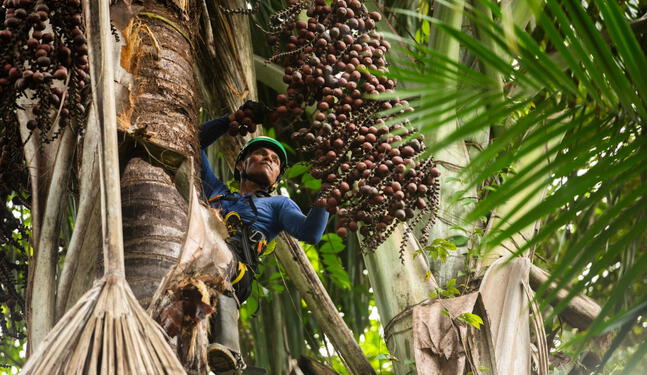 Amazonía: Bionegocios impulsan conservación y desarrollo sostenible